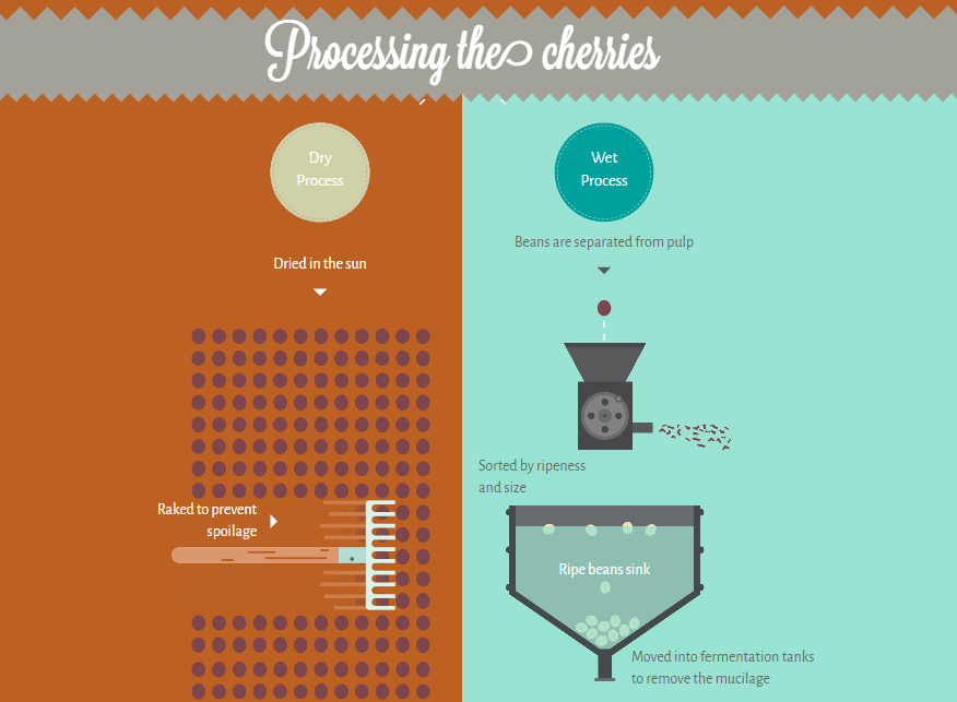 NowSourcing Processing the cherries