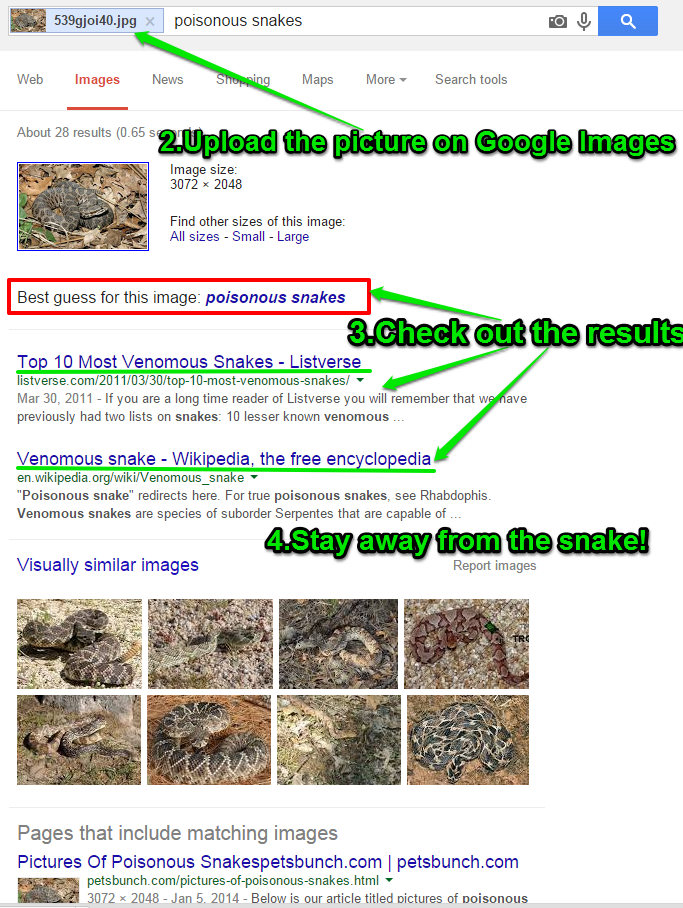 Google Results for Snake Photo