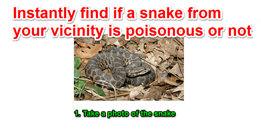 Photo of a snake